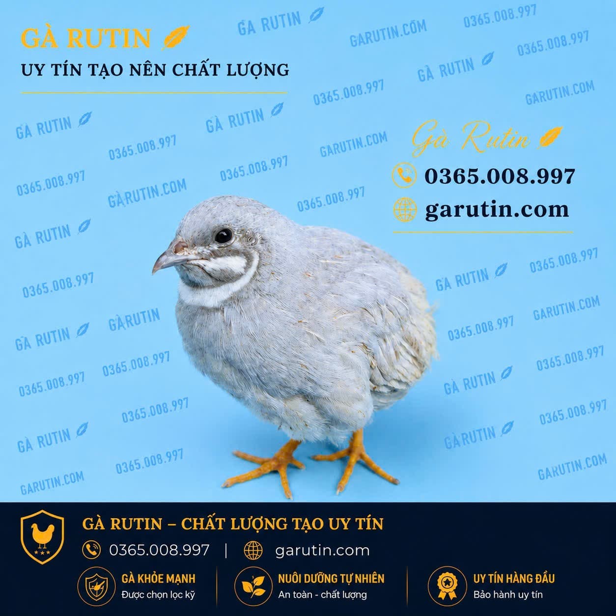Nguồn gốc gà rutin