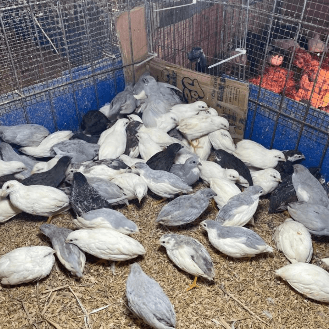 Combo 5 cặp gà Rutin trưởng thành siêu đẹp