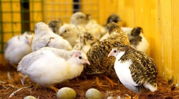 Mua Gà Rutin Ở Đâu Uy Tín, Chất Lượng? Địa Chỉ Bán Gà Rutin Đáng Tin Nhất 2026