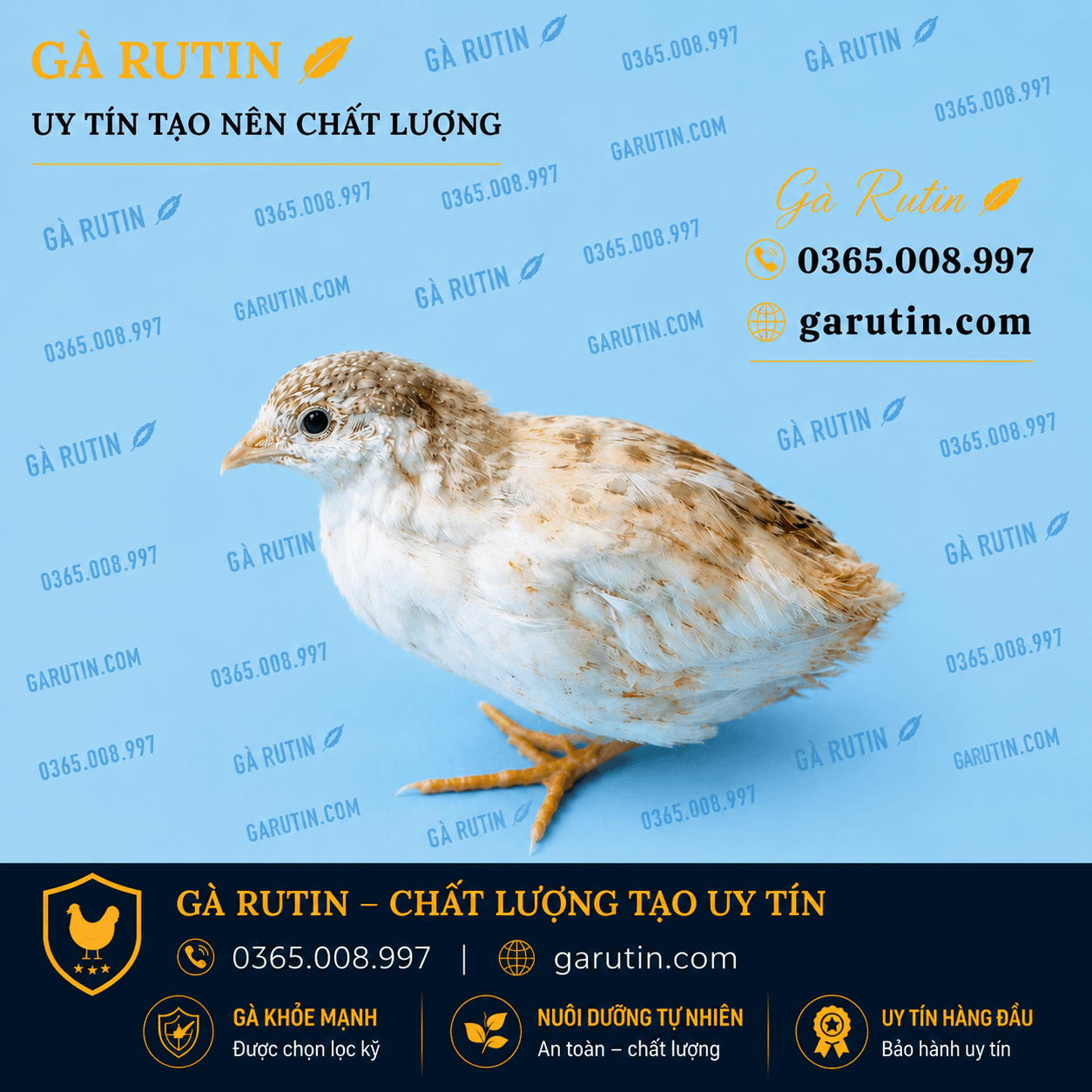 Trắng đốm vàng ( mái )