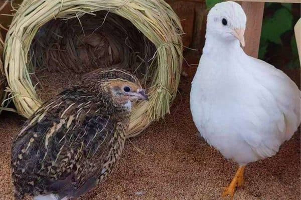 Gà Rutin vs Chim Cút So Sánh Chi Tiết: Nên Nuôi Con Nào?