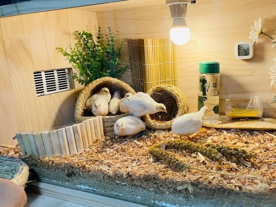 Nuôi Gà Rutin Mùa Đông Hướng Dẫn Giữ Ấm Chống Rét Và Duy Trì Đẻ Trứng Đều Nhất